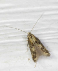 Blastodacna atra