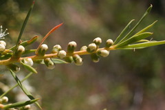 Melaleuca dissitiflora