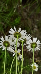 Tripleurospermum hookeri