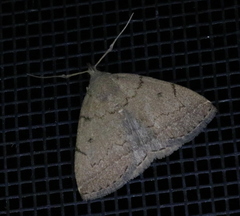 Zanclognatha protumnusalis