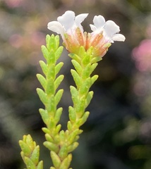 Euchaetis meridionalis