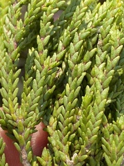 Euchaetis meridionalis