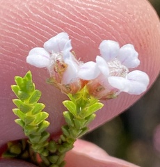 Euchaetis meridionalis
