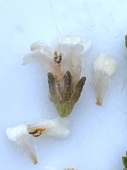 Euchaetis meridionalis