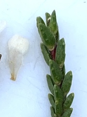 Euchaetis meridionalis