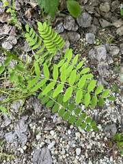 Astragalus canadensis