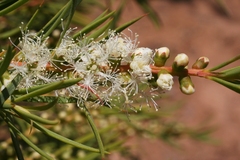 Melaleuca dissitiflora