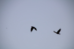 Pyrrhocorax pyrrhocorax barbarus