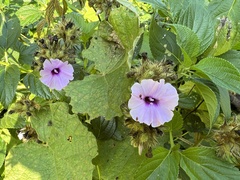 Ipomoea wightii