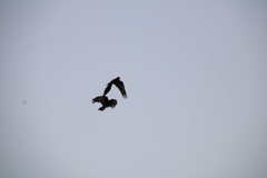 Pyrrhocorax pyrrhocorax barbarus