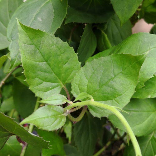Pseudogynoxys chenopodioides