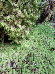 Sphagnum cristatum