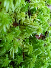 Sphagnum cristatum