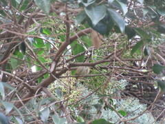 Regulus ignicapilla ignicapilla