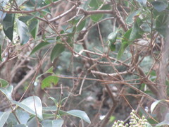 Regulus ignicapilla ignicapilla