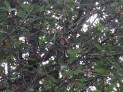 Regulus ignicapilla ignicapilla