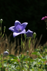Platycodon