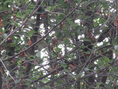 Regulus ignicapilla ignicapilla