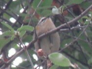 Regulus ignicapilla ignicapilla