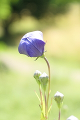 Platycodon