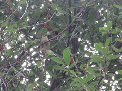 Regulus ignicapilla ignicapilla