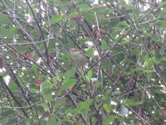 Regulus ignicapilla ignicapilla