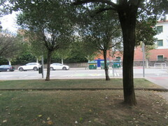 Regulus ignicapilla ignicapilla