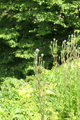 Platycodon