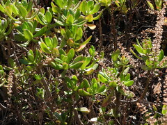 Sedum praealtum