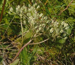Arnoglossum plantagineum