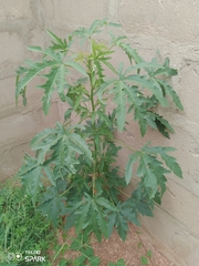 Abelmoschus esculentus