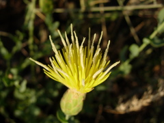 Klasea cerinthifolia