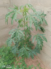 Abelmoschus esculentus