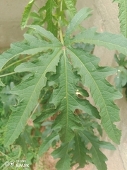 Abelmoschus esculentus
