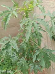 Abelmoschus esculentus