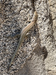 Podarcis guadarramae