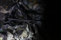 Sipyloidea larryi