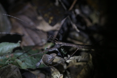 Sipyloidea larryi