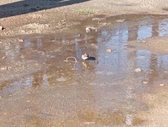 Calidris minuta