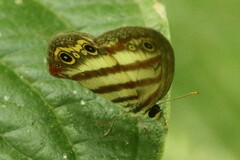 Euptychia