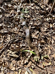 Boa constrictor constrictor