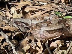 Boa constrictor constrictor