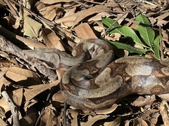 Boa constrictor constrictor