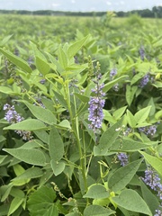 Orbexilum onobrychis