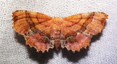 Cepphis armataria