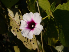 Ipomoea campanulata