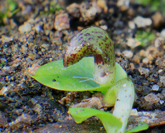 Corybas diemenicus