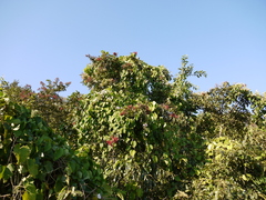 Ipomoea campanulata