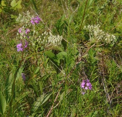 Arnoglossum plantagineum