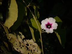 Ipomoea campanulata